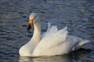 Whooper-Swan